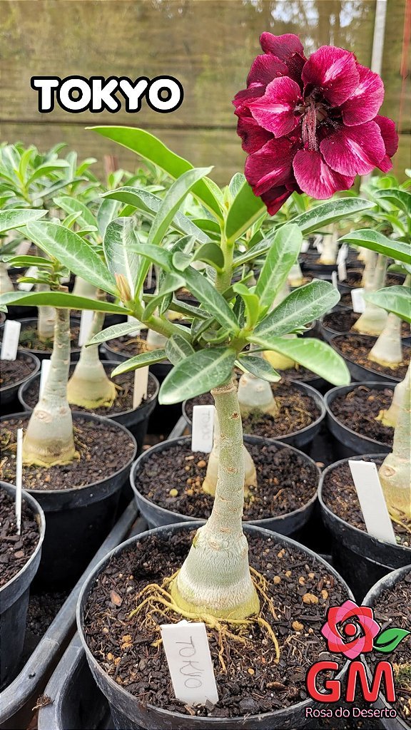 0084 - Rosa do Deserto - TOKYO - Gm Rosa Do Deserto