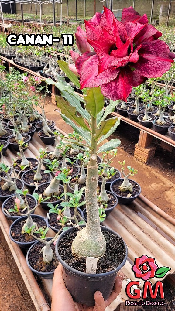 0085 - Rosa do Deserto - CANAN - 11 - Gm Rosa Do Deserto