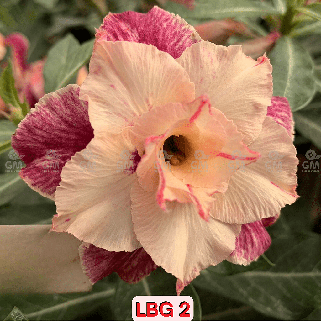 0086 - Rosa do Deserto - LBG 2 - Gm Rosa Do Deserto