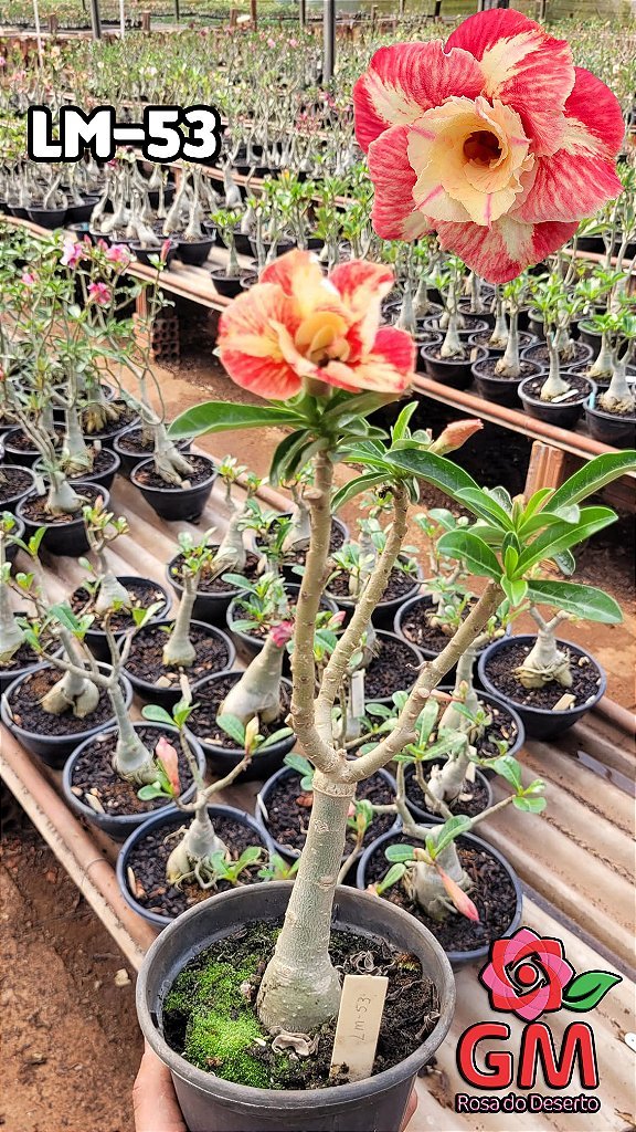 0087 - Rosa do Deserto - LM - 53 - Gm Rosa Do Deserto