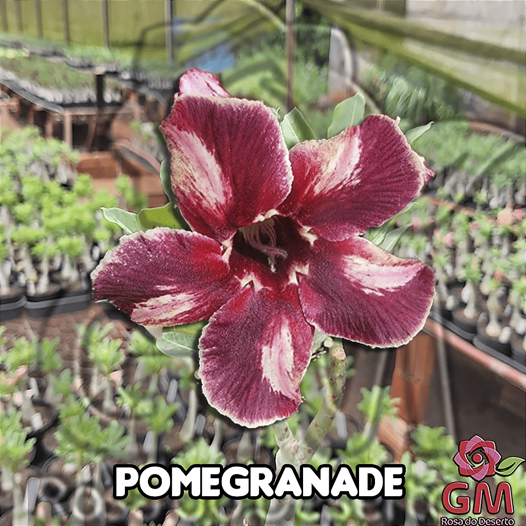 0088 - Rosa do Deserto - POMEGRANATE - Gm Rosa Do Deserto