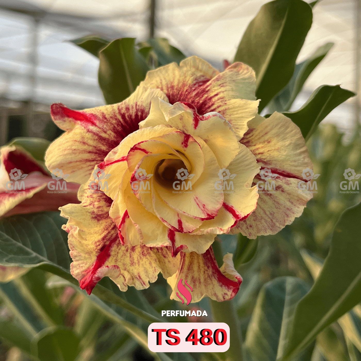 0089 - Rosa do Deserto - TS 480 ( MULTIPÉTALAS / PERFUMADA ) - Gm Rosa Do Deserto