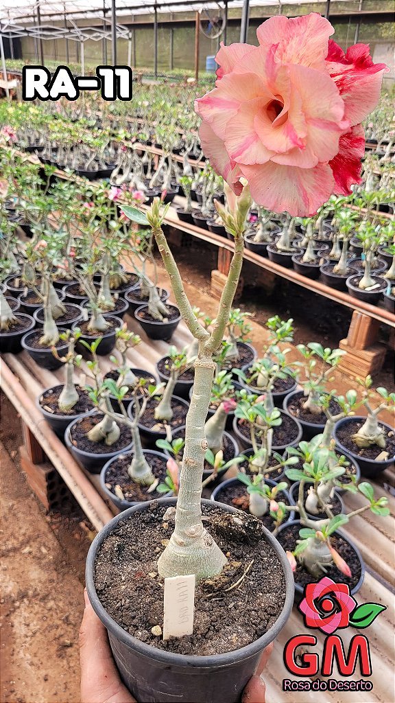 0090 - Rosa do Deserto - RA 11 - Gm Rosa Do Deserto