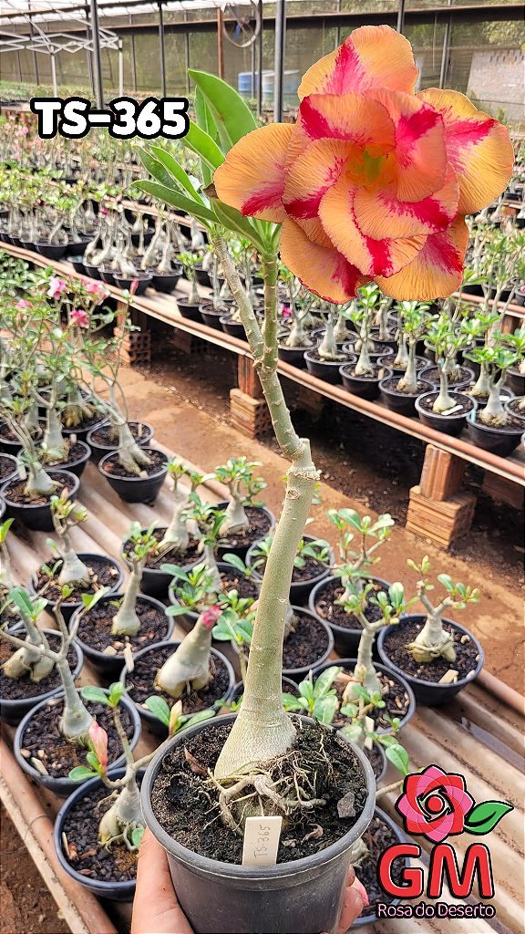 0091 - Rosa do Deserto - TS 365 - Gm Rosa Do Deserto