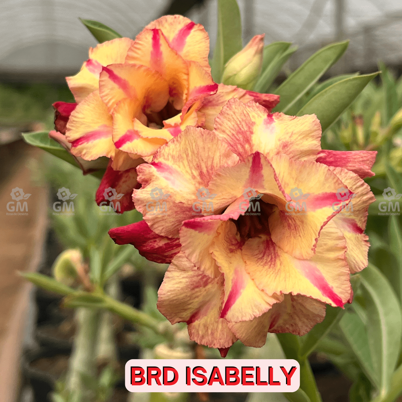 0093 - Rosa do Deserto - BRD ISABELLY ( PERFUMADA E GALHOS PENDENTE ) - Gm Rosa Do Deserto