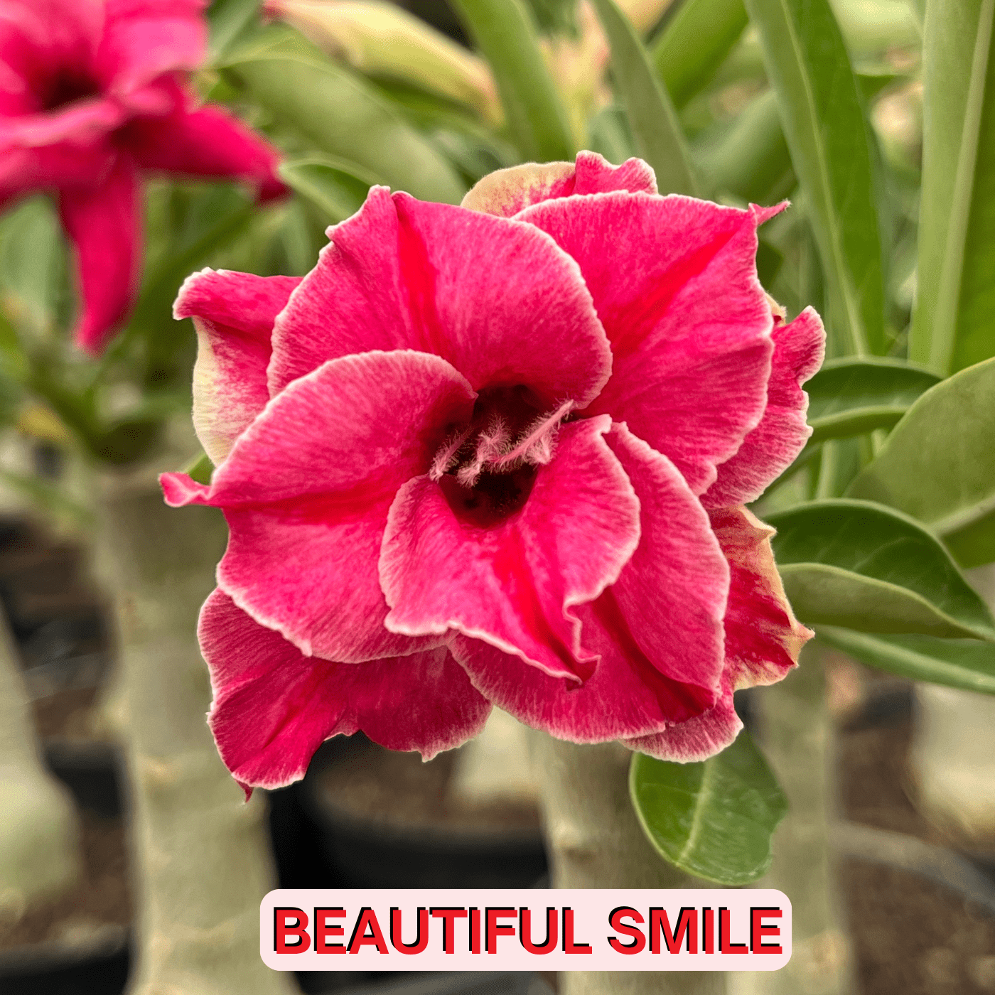 0094 - Rosa do Deserto - BEAUTIFUL SMILE - Gm Rosa Do Deserto