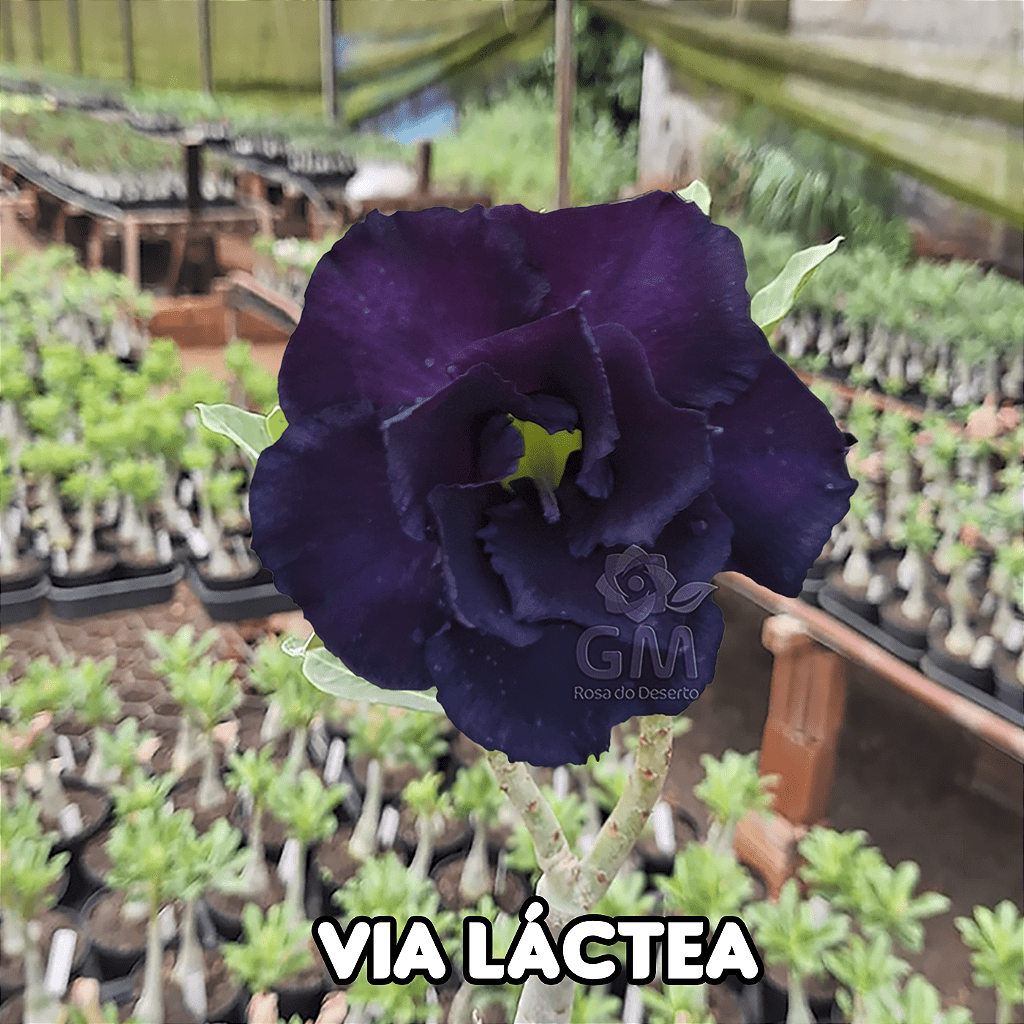 0095 - Rosa do Deserto - VIA LACTEA - Gm Rosa Do Deserto