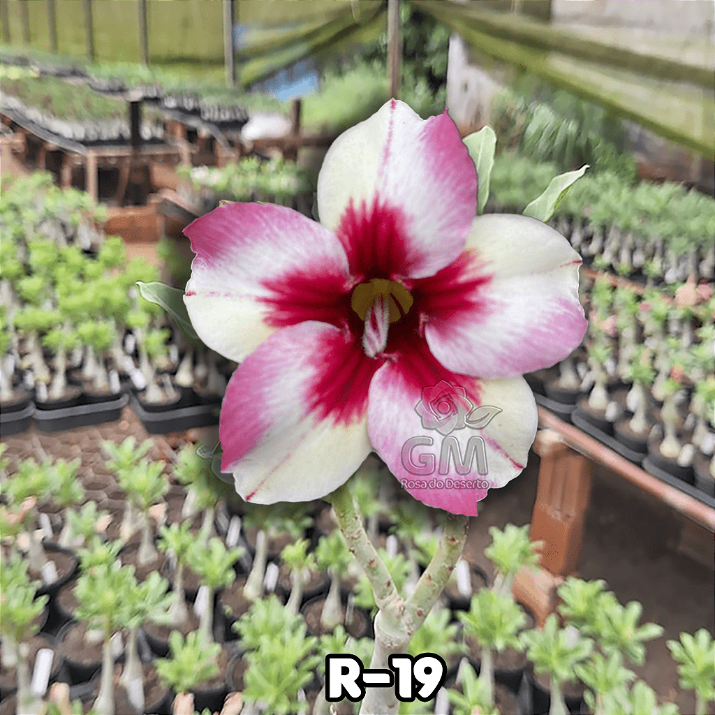 0096 - Rosa do Deserto - R - 19 - Gm Rosa Do Deserto