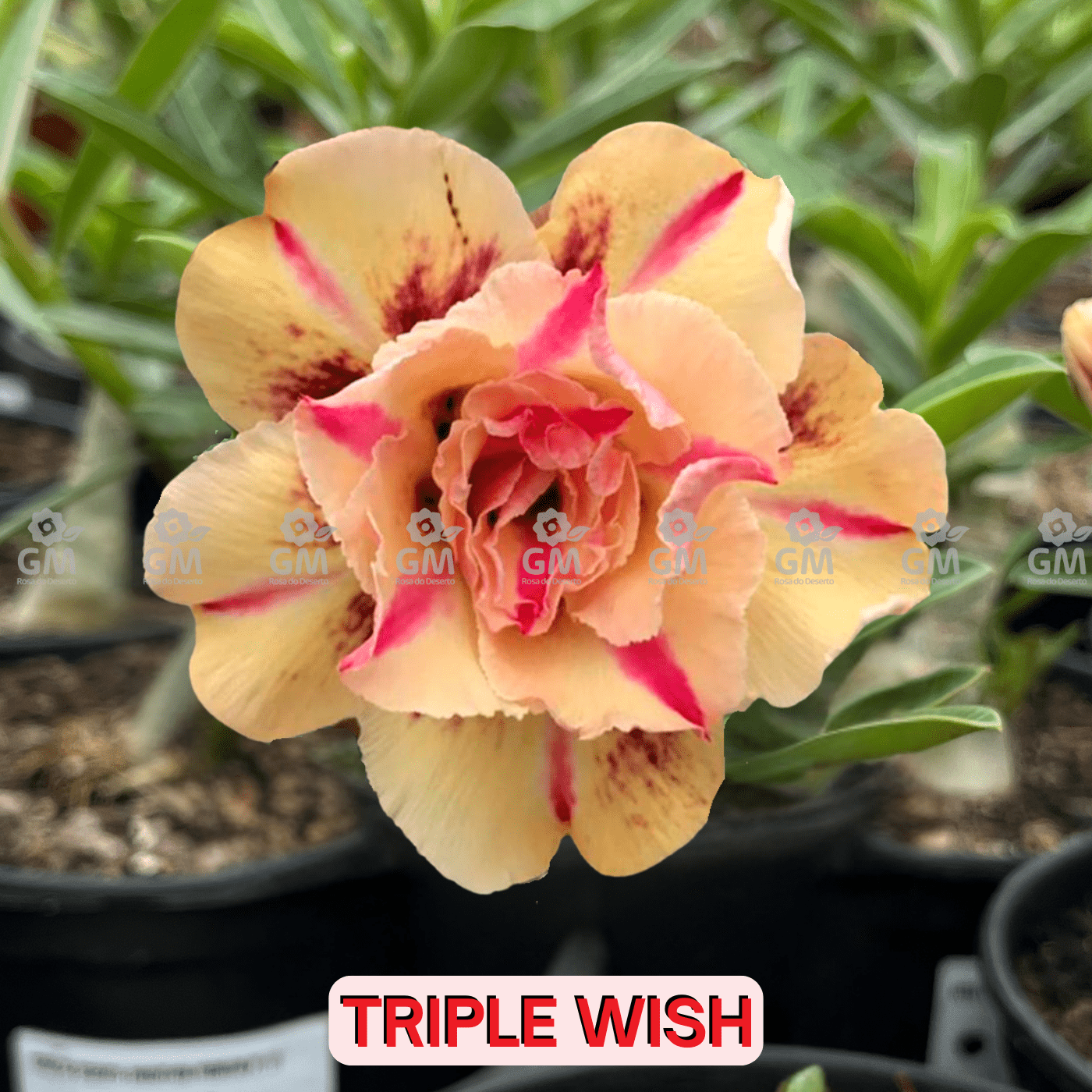 0096 - Rosa do Deserto - TRIPLE WISH ( PERFUMADA ) - Gm Rosa Do Deserto