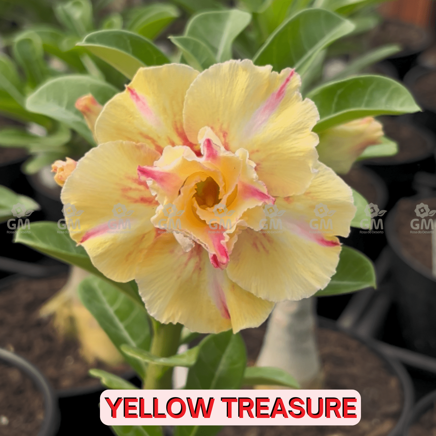 0096 - Rosa do Deserto - YELLOW TREASURE - Gm Rosa Do Deserto