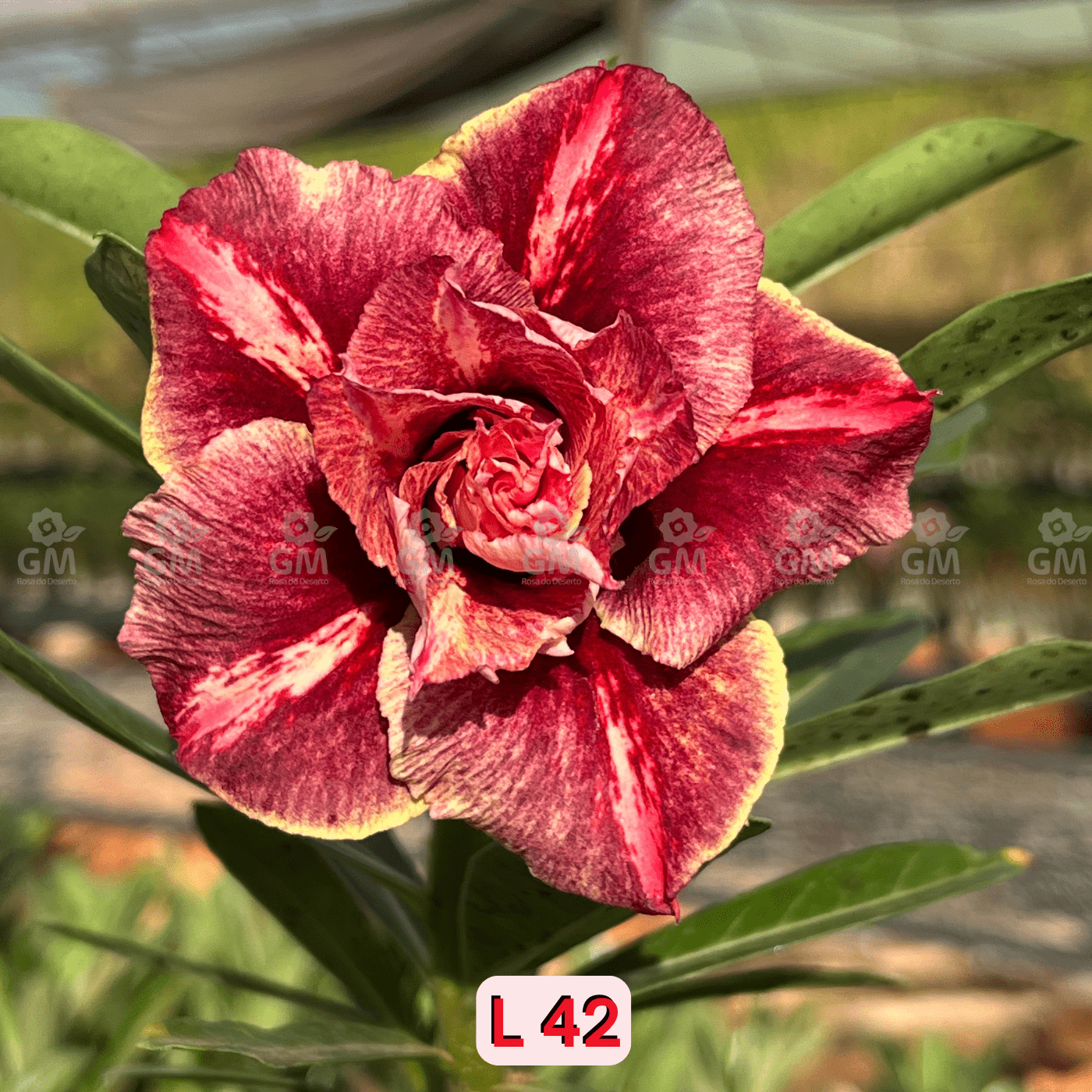0098 - Rosa do Deserto - L 42 - Gm Rosa Do Deserto