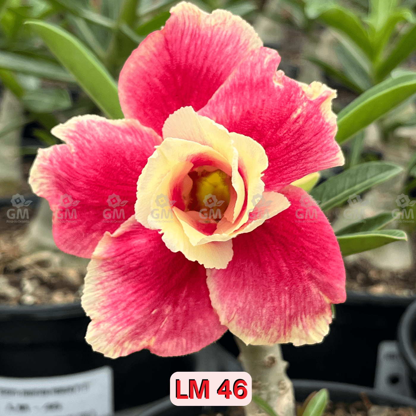 0101 - Rosa do Deserto - LM 46 - Gm Rosa Do Deserto