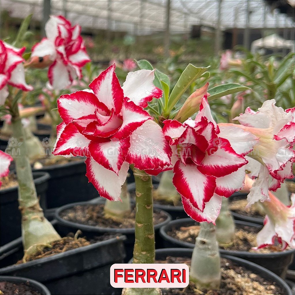 0102 - Rosa do Deserto - FERRARI - Gm Rosa Do Deserto