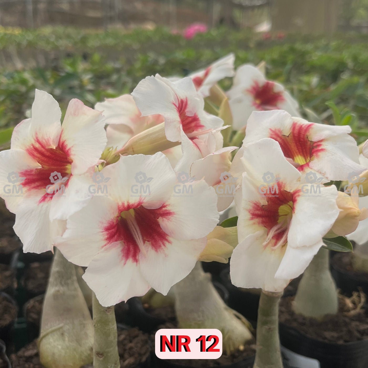 0103 - Rosa do Deserto - NR 12 - Gm Rosa Do Deserto