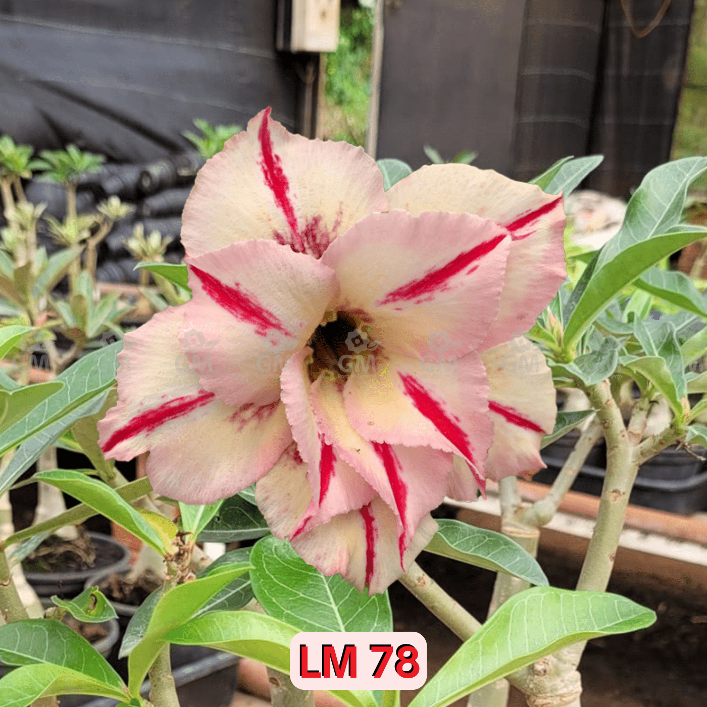 0106 - Rosa do Deserto - LM 78 - Gm Rosa Do Deserto