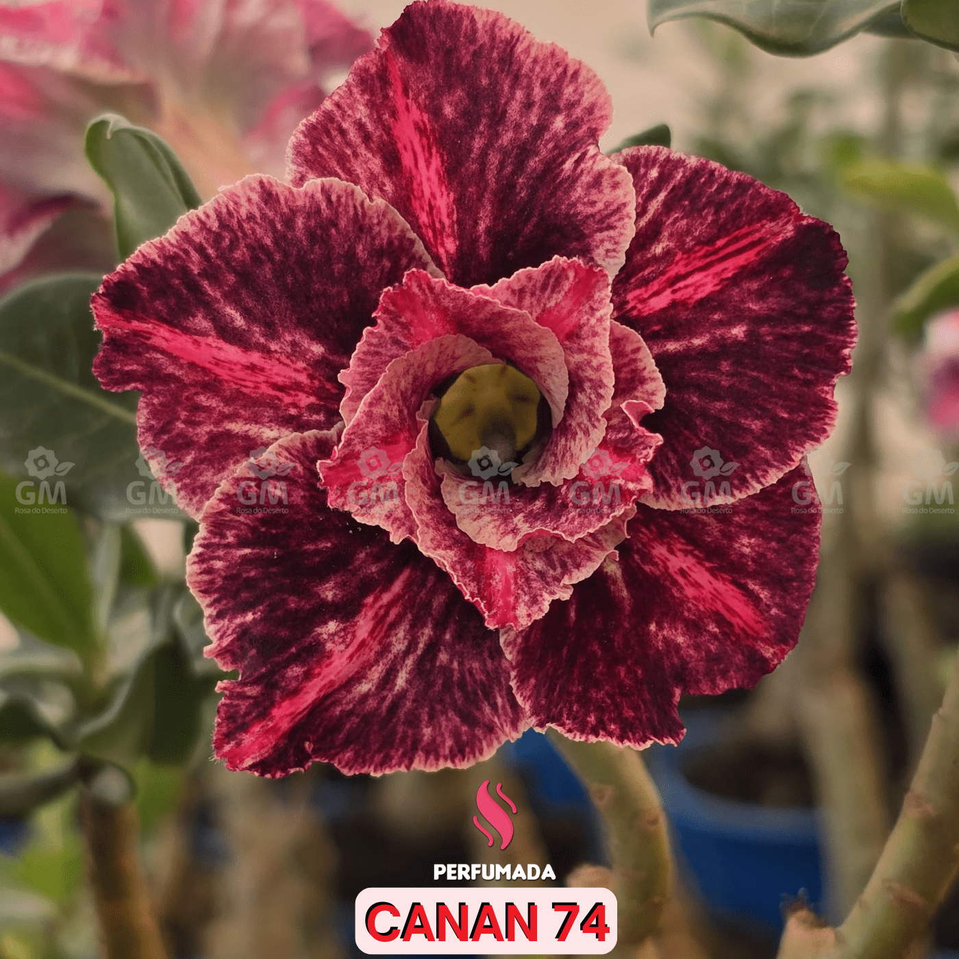 0107 - Rosa do Deserto - CANAN 74 (PERFUMADA) - Gm Rosa Do Deserto