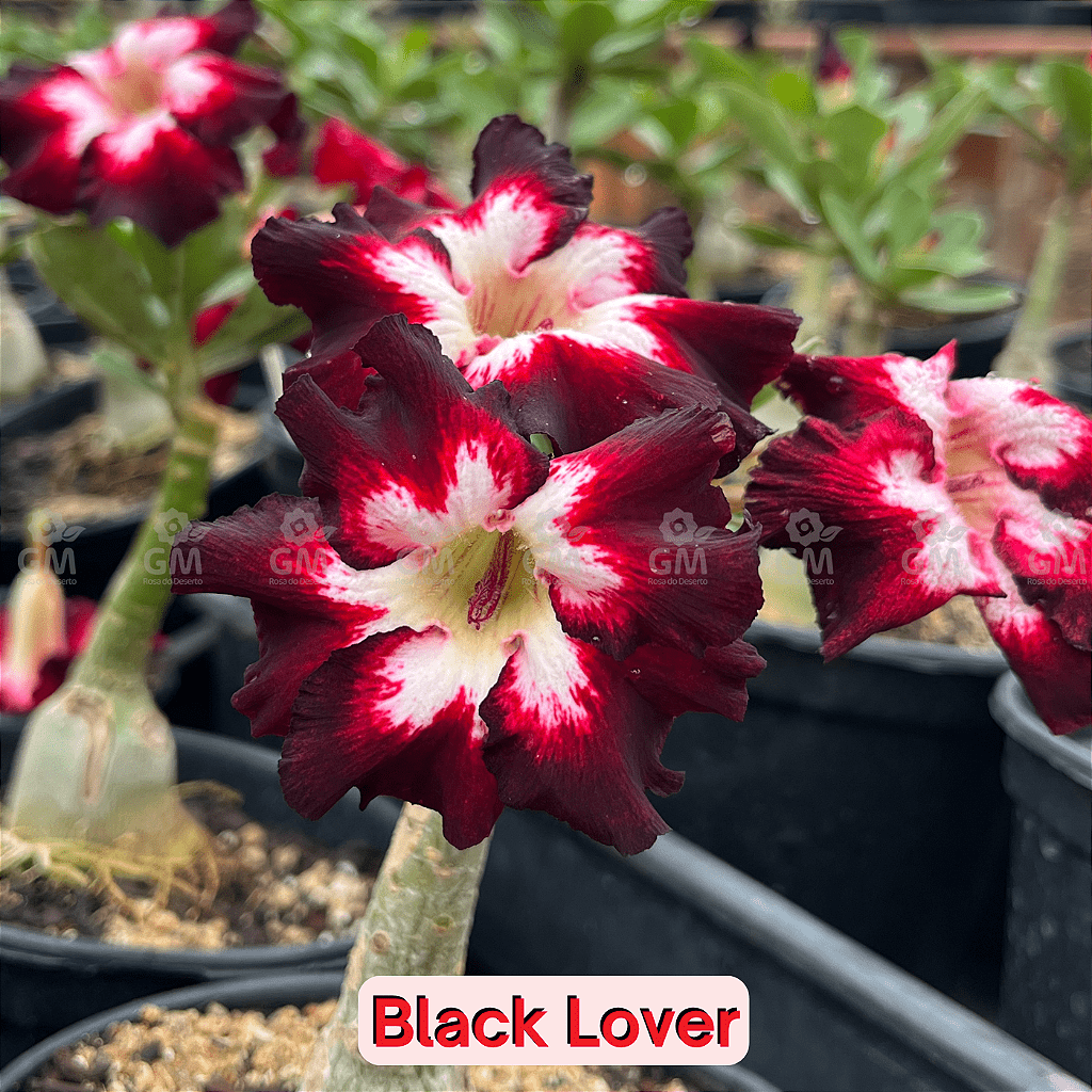 0108 - Rosa do Deserto - BLACK LOVER - Gm Rosa Do Deserto