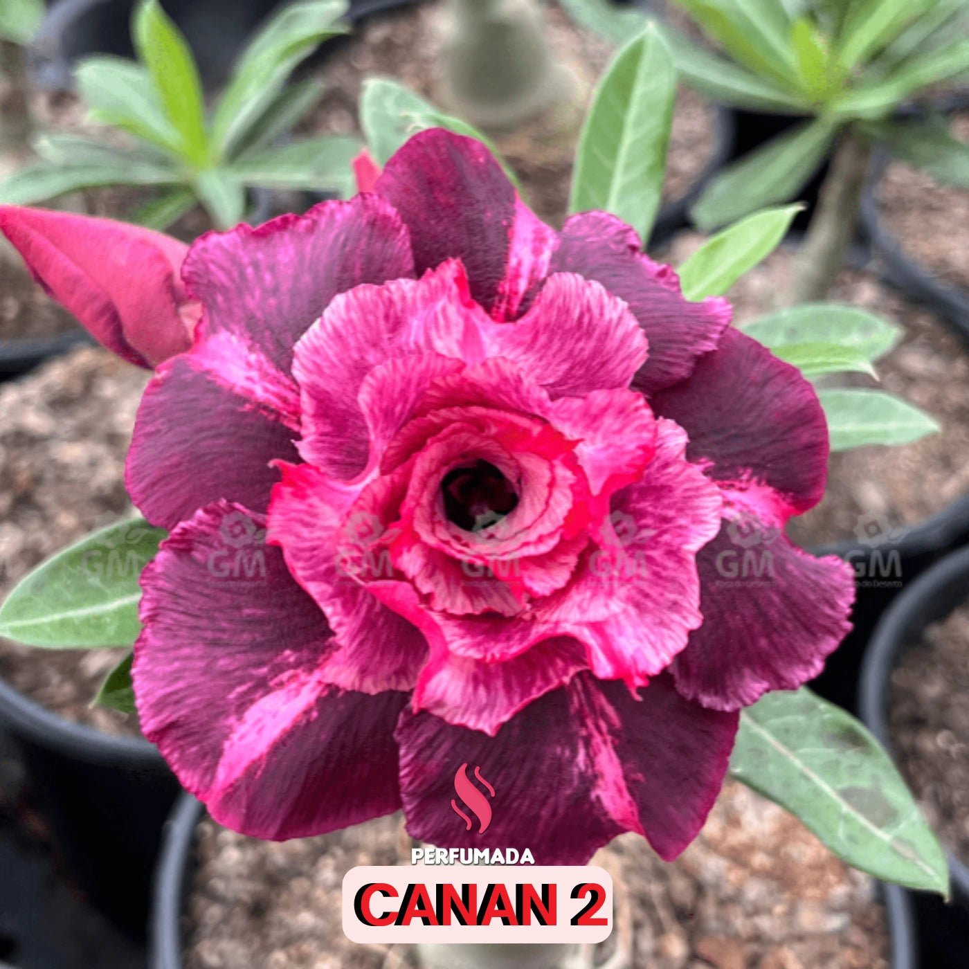 0109 - Rosa do Deserto - CANAN 2 - Gm Rosa Do Deserto