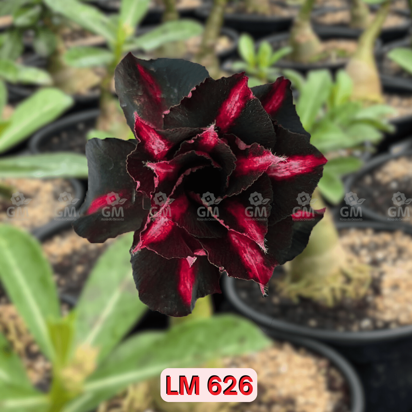 0110 - Rosa do Deserto - LM 626 - Gm Rosa Do Deserto