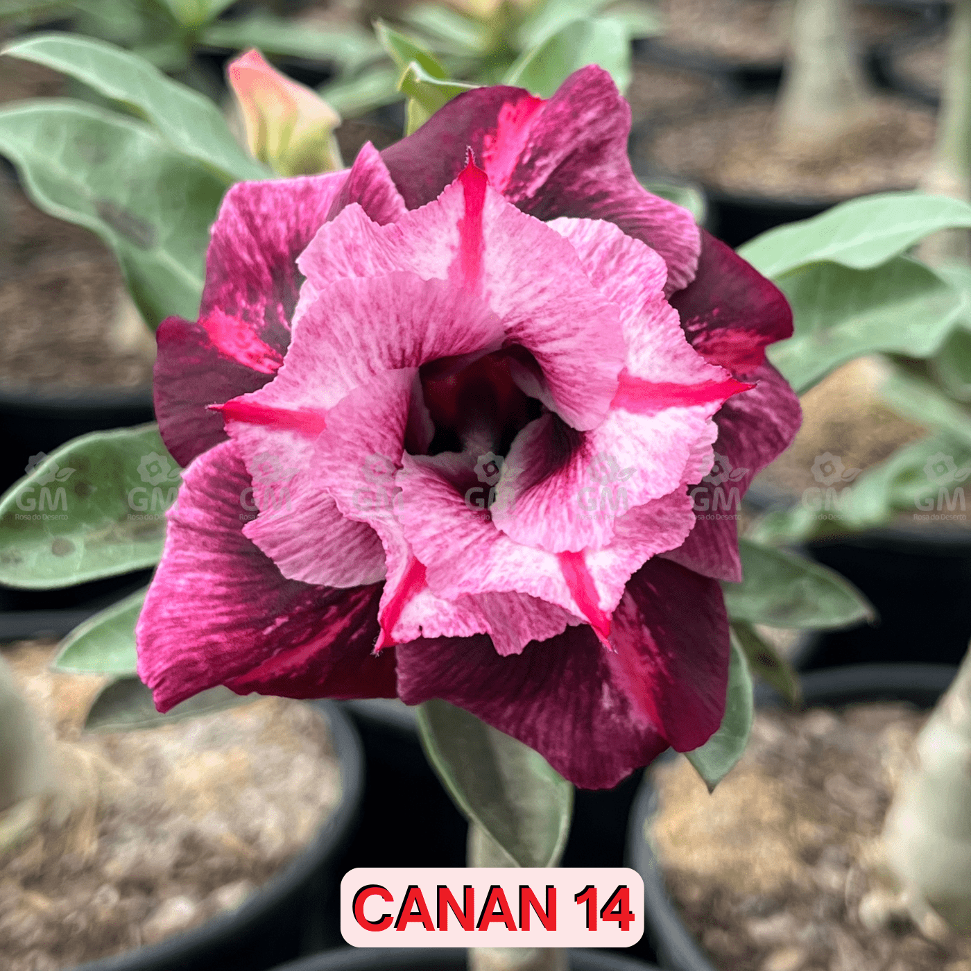 0111 - Rosa do Deserto - CANAN 14 - Gm Rosa Do Deserto