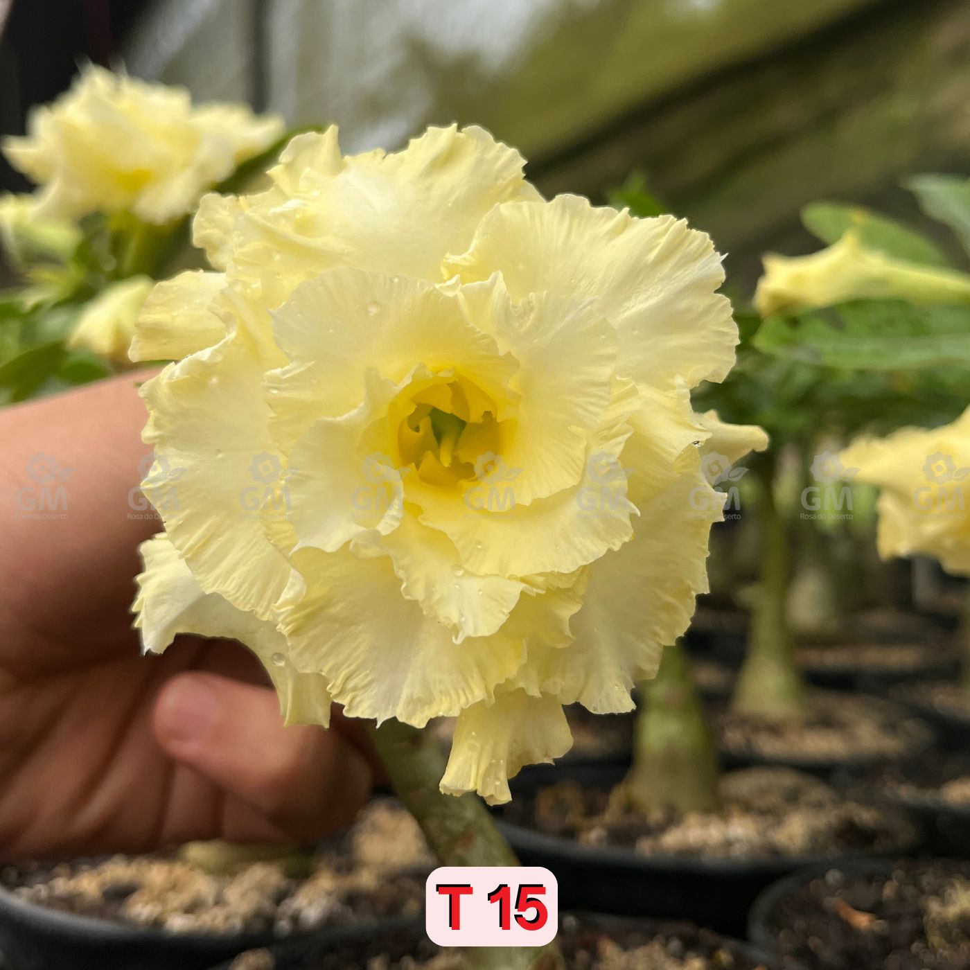 0113 - Rosa do Deserto - T - 15 ( TRIPLA ) - Gm Rosa Do Deserto