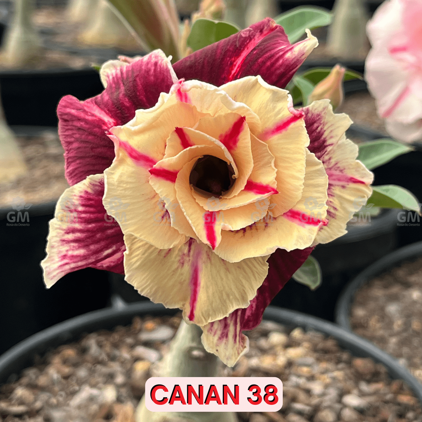 0114 - Rosa do Deserto - CANAN 38 - Gm Rosa Do Deserto