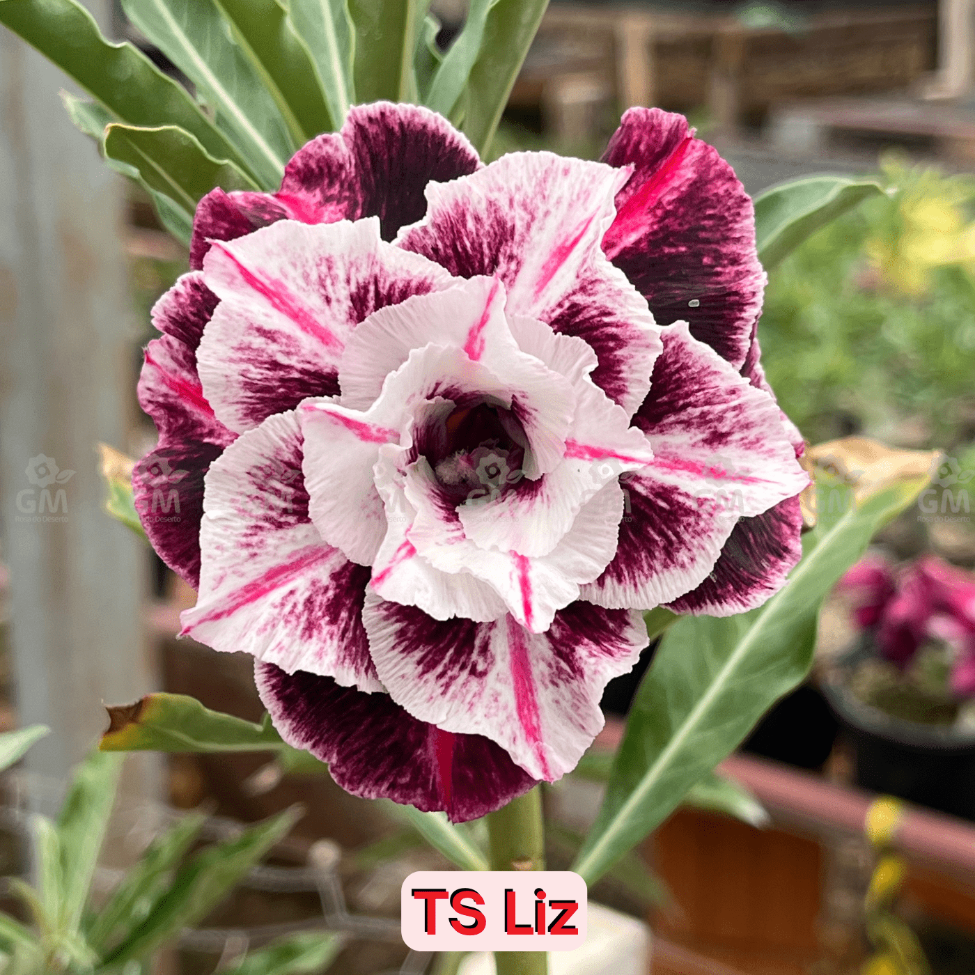 0123 - Rosa do Deserto - TS - LIZ - Gm Rosa Do Deserto