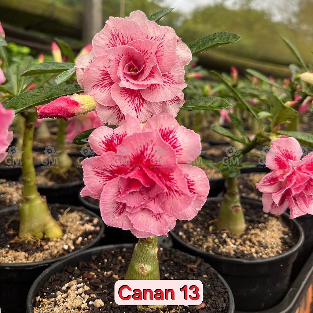 0126 - Rosa do Deserto - CANAN - 13 - Gm Rosa Do Deserto