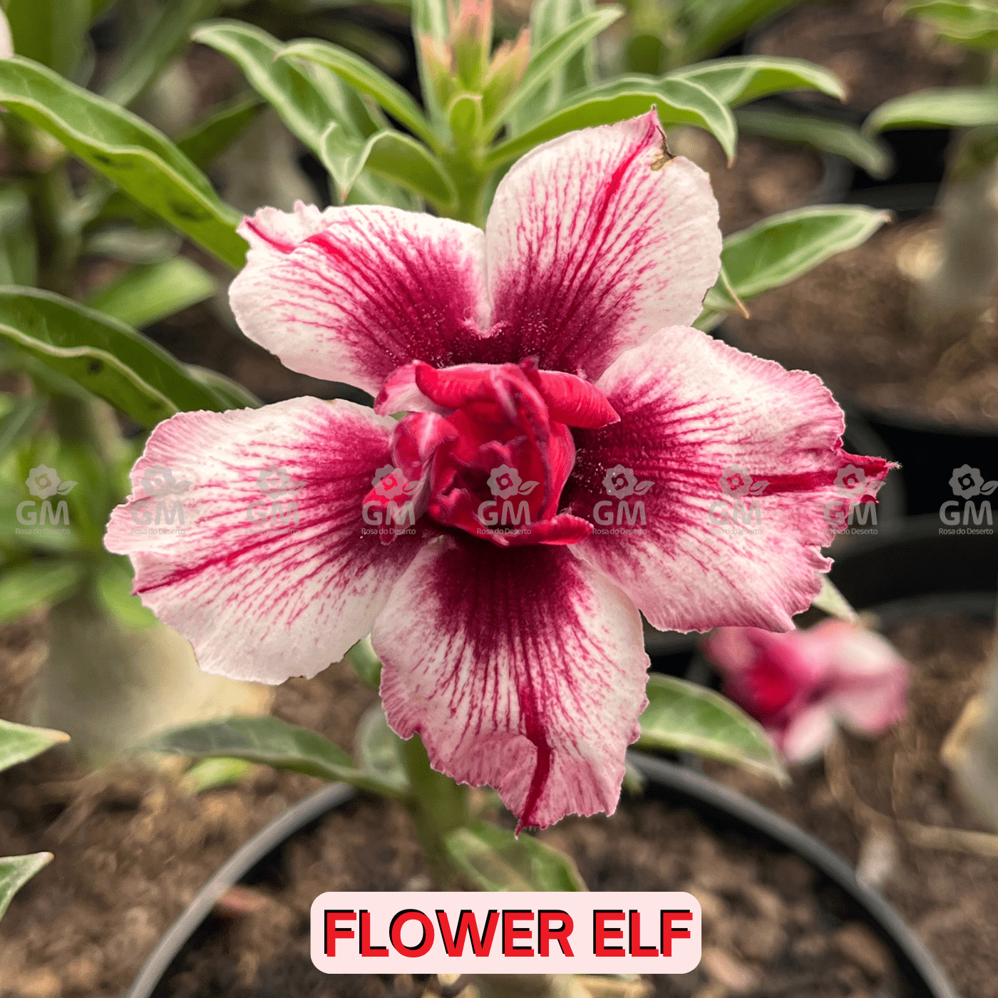 0140 - Rosa do Deserto - FLOWER ELF - Gm Rosa Do Deserto