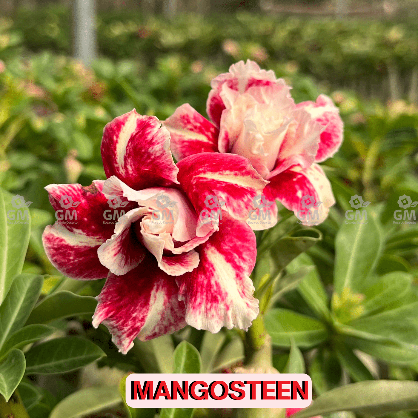 0191 - Rosa do Deserto - MANGOSTEEN - Gm Rosa Do Deserto