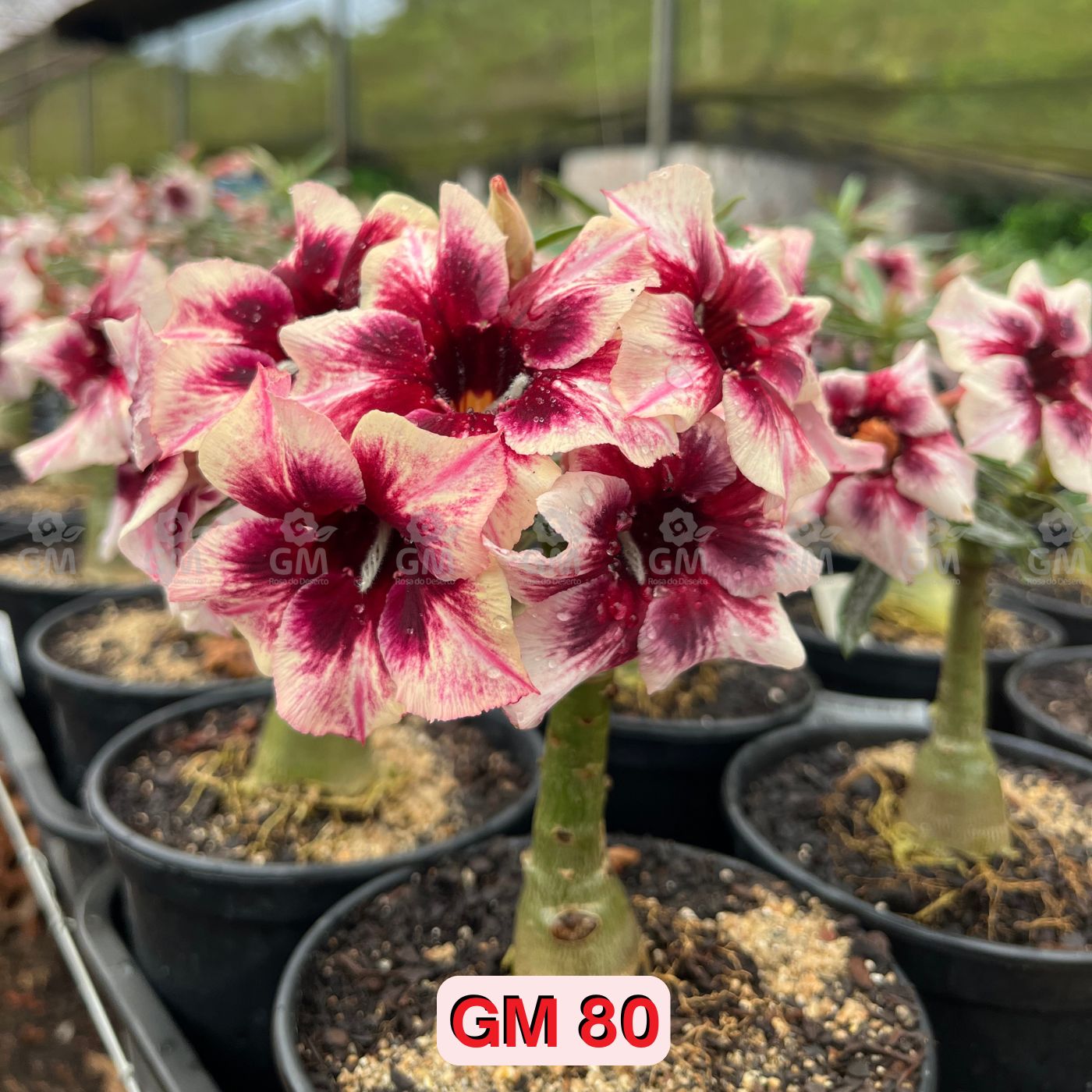 0206 - Rosa do Deserto - GM 80 - Gm Rosa Do Deserto