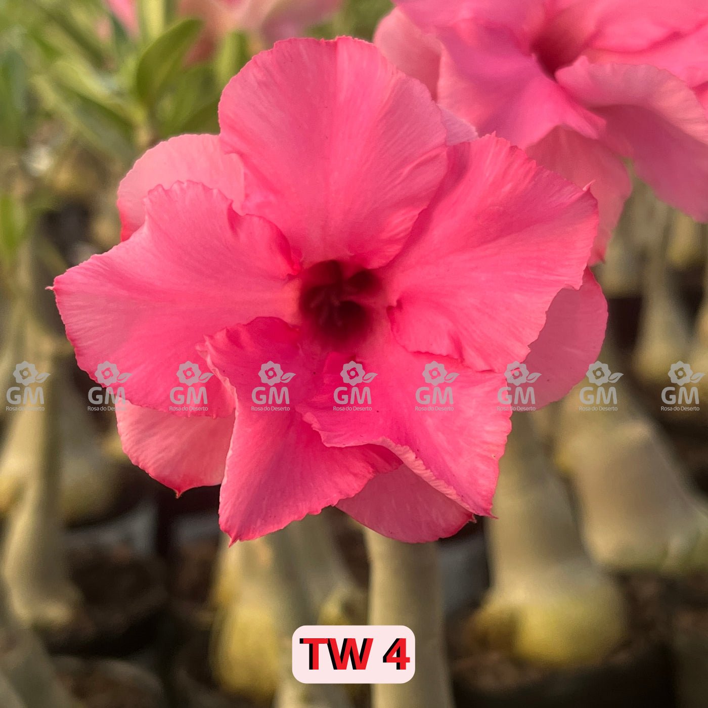 0210 - Rosa do Deserto - TW 4 - Gm Rosa Do Deserto