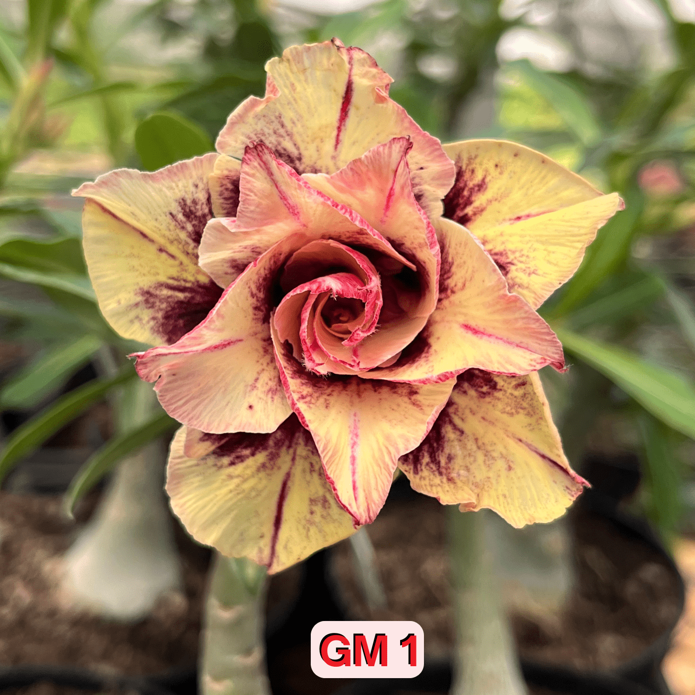 0217 - Rosa do Deserto - GM 1 ( PERFUMADA / MULTIPETALAS ) - Gm Rosa Do Deserto