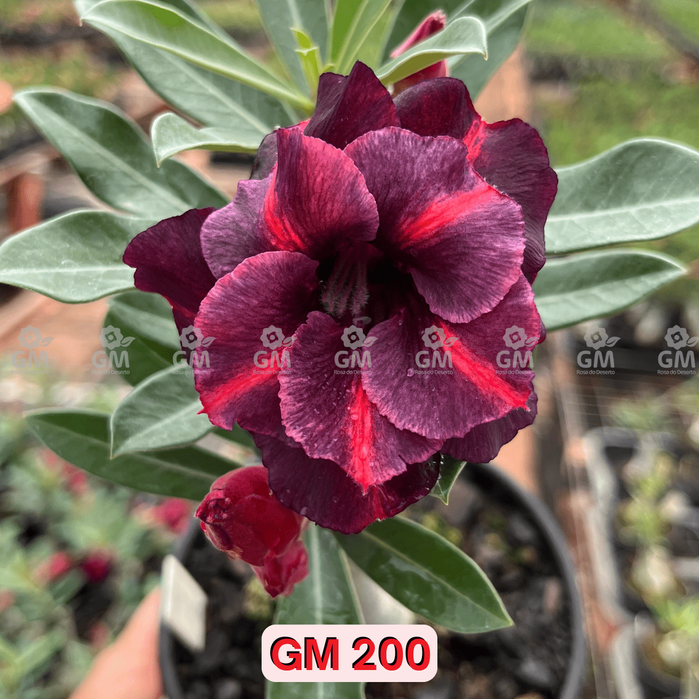 0230 - Rosa do Deserto - GM 200 - Gm Rosa Do Deserto