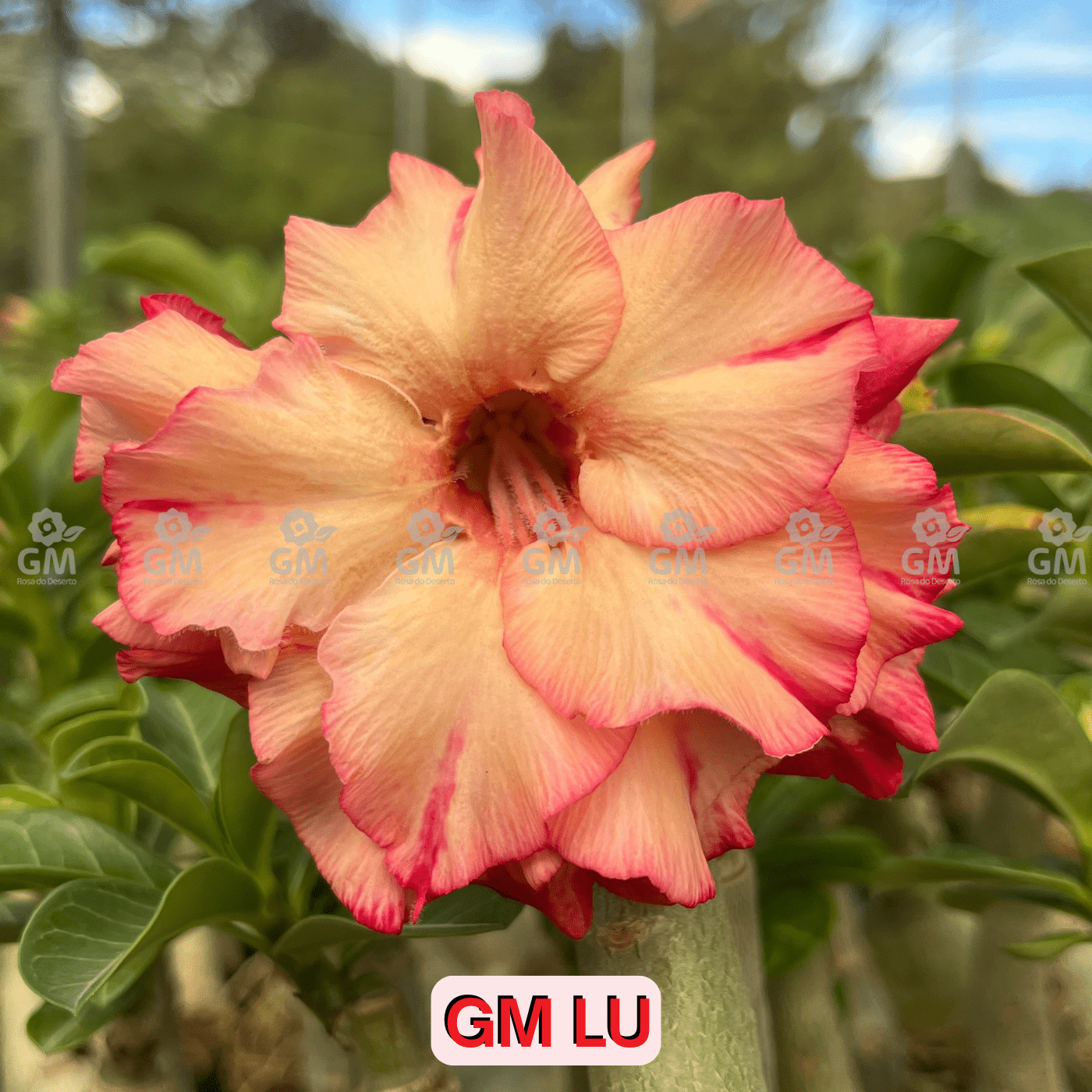 0247 - Rosa do Deserto - GM LU - Gm Rosa Do Deserto