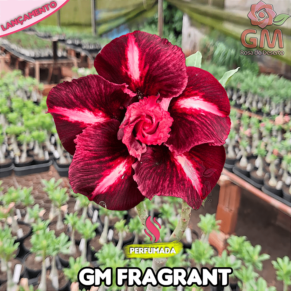 0250 - Rosa do Deserto - GM FRAGRANT (PERFUMADA) - Gm Rosa Do Deserto