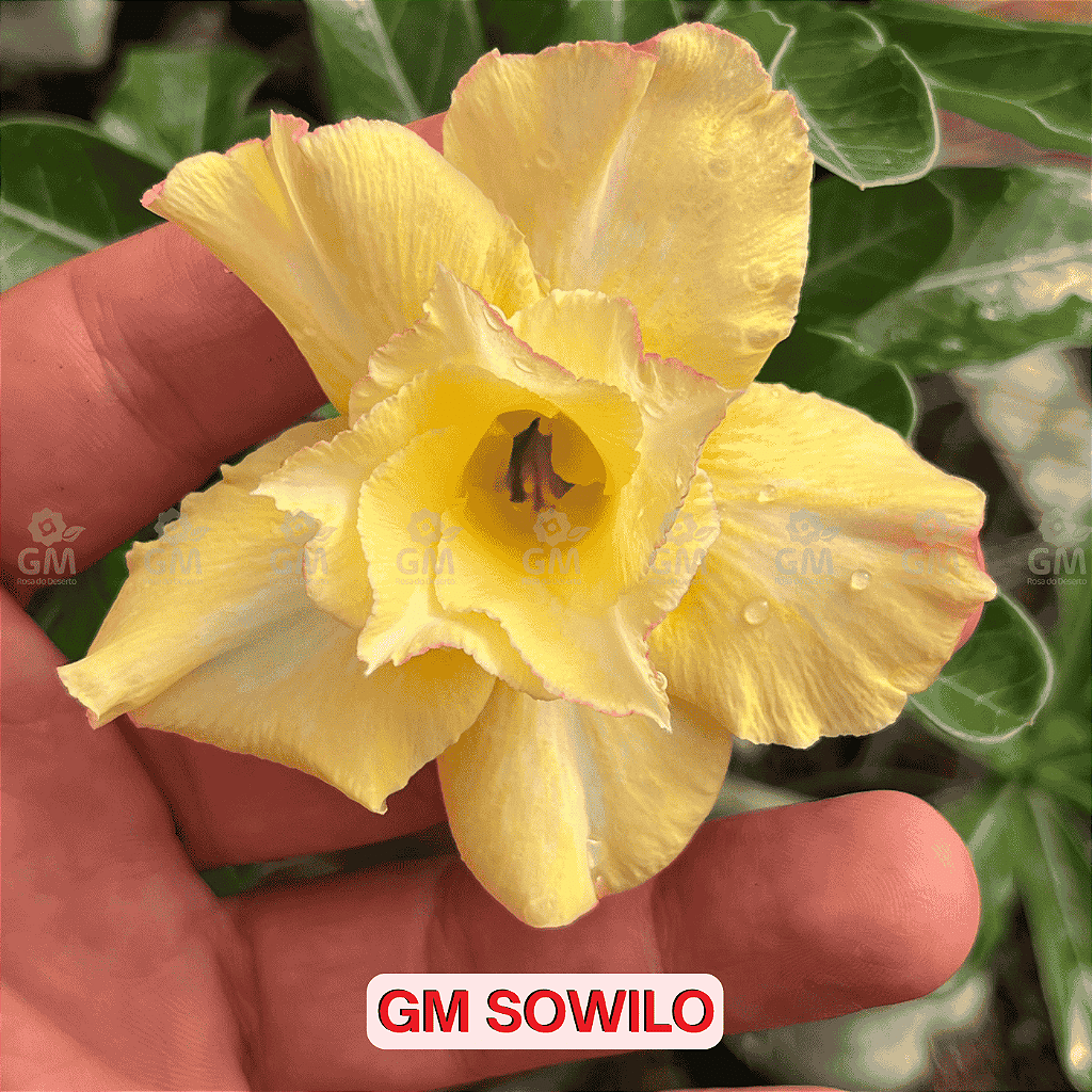 0291 - Rosa do Deserto - GM SOWILO - Gm Rosa Do Deserto