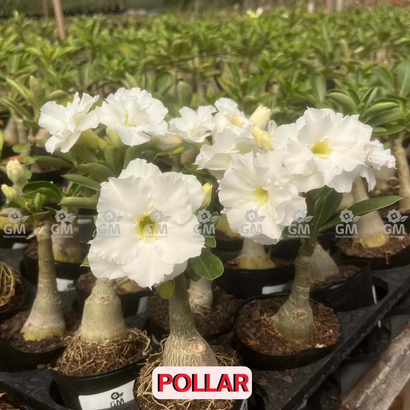 0309 - Rosa do Deserto - POLLAR - Gm Rosa Do Deserto
