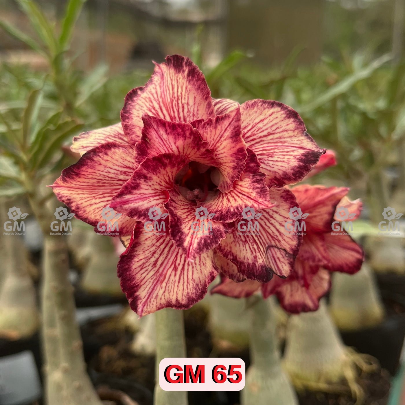 0321 - Rosa do Deserto - GM 65 - Gm Rosa Do Deserto