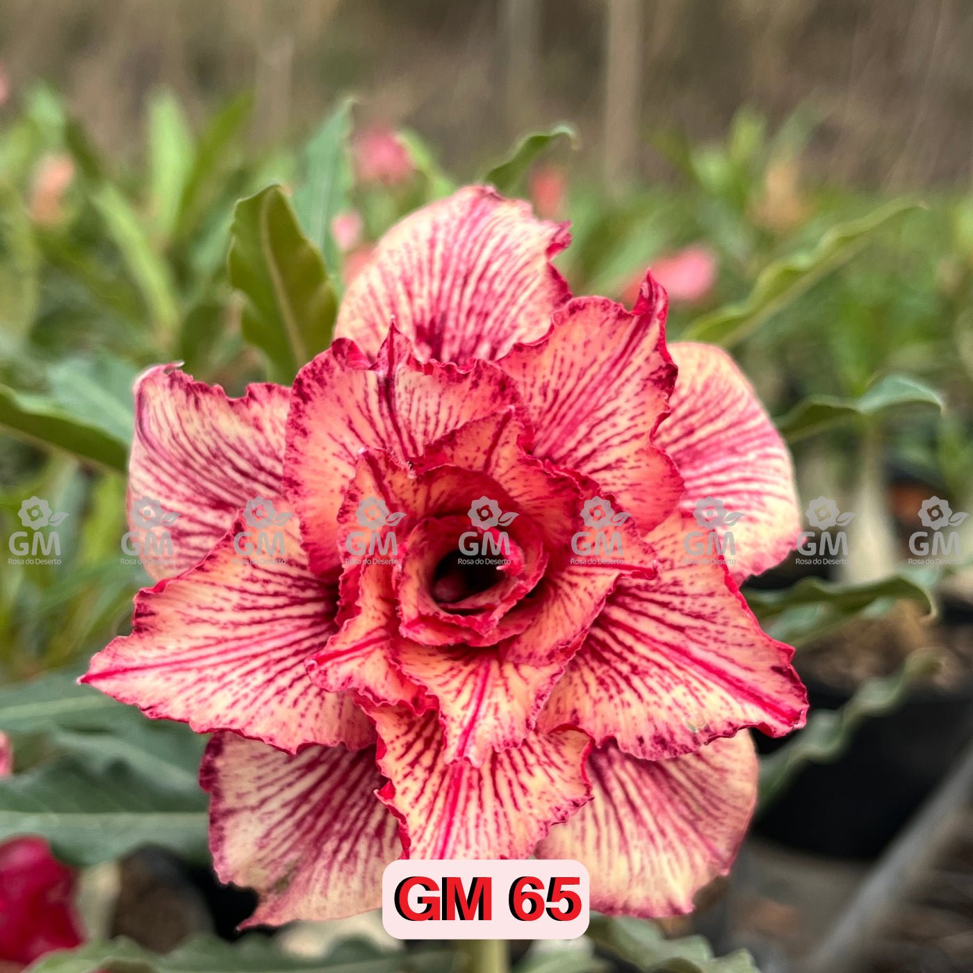0321 - Rosa do Deserto - GM 65 - Gm Rosa Do Deserto