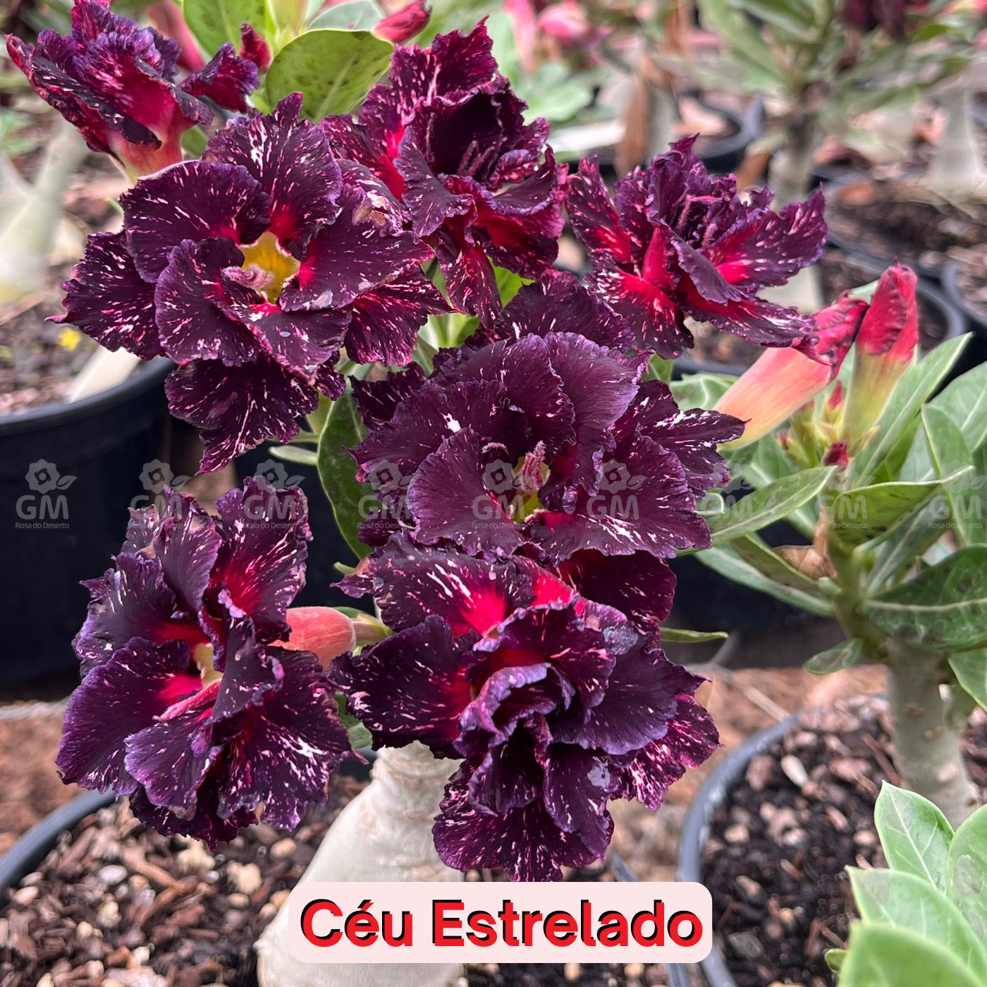 0323 - Rosa do Deserto - CEU ESTRELADO - Gm Rosa Do Deserto