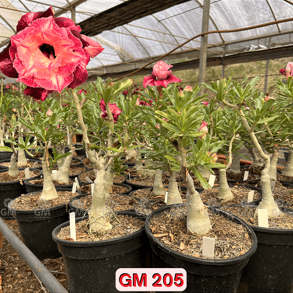 0351 - Rosa do Deserto - ENXERTO ADULTO - GM 205 - Gm Rosa Do Deserto