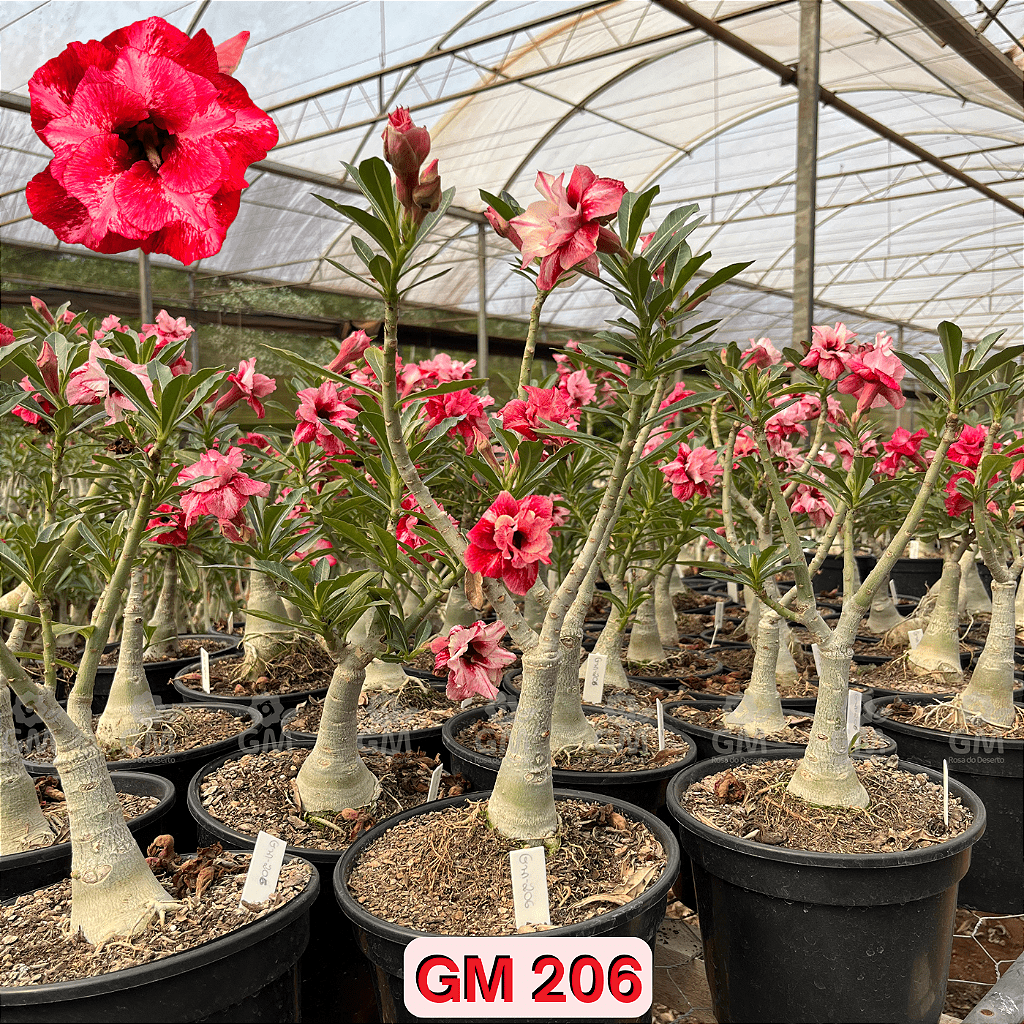 0355 - Rosa do Deserto - ENXERTO ADULTO - GM 206 - Gm Rosa Do Deserto