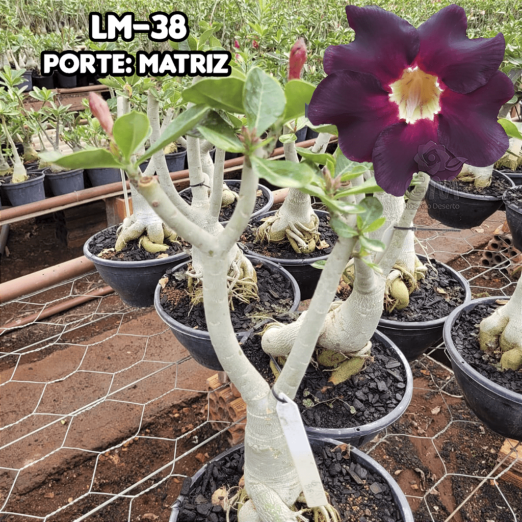 0418 - Rosa do Deserto - ENXERTO ADULTO - LM - 38 - Gm Rosa Do Deserto