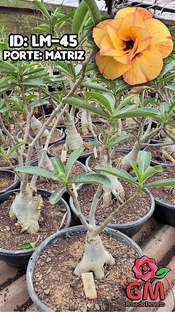 0419 - Rosa do Deserto - ENXERTO ADULTO - LM - 45 - Gm Rosa Do Deserto