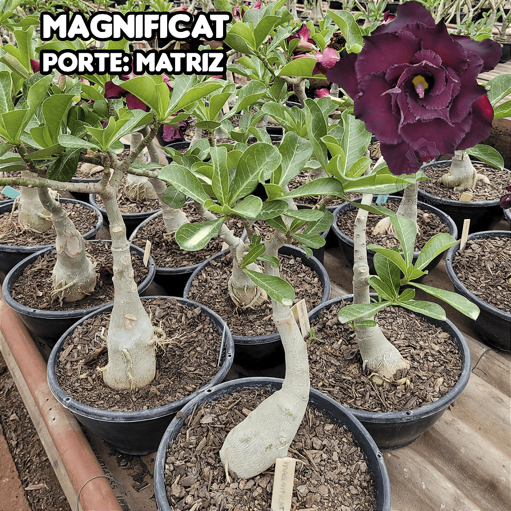 0421 - Rosa do Deserto - ENXERTO ADULTO - MAGNIFICAT - Gm Rosa Do Deserto