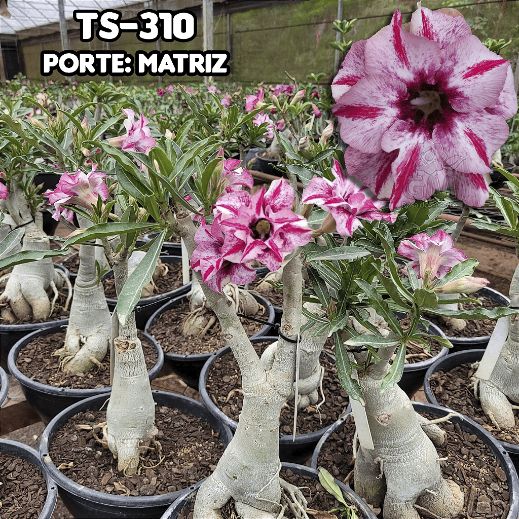 0426 - Rosa do Deserto - ENXERTO ADULTO - TS - 310 - Gm Rosa Do Deserto