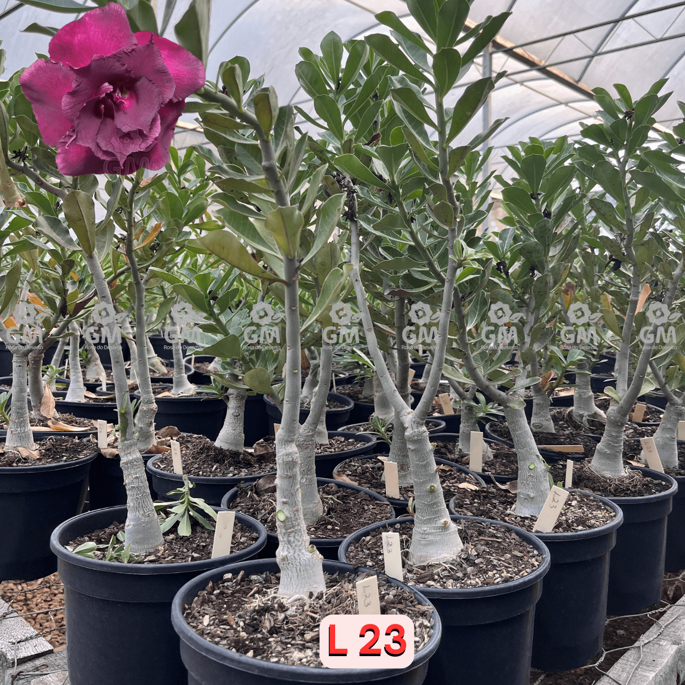 0430 - Rosa do Deserto - ENXERTO ADULTO - L - 23 - Gm Rosa Do Deserto