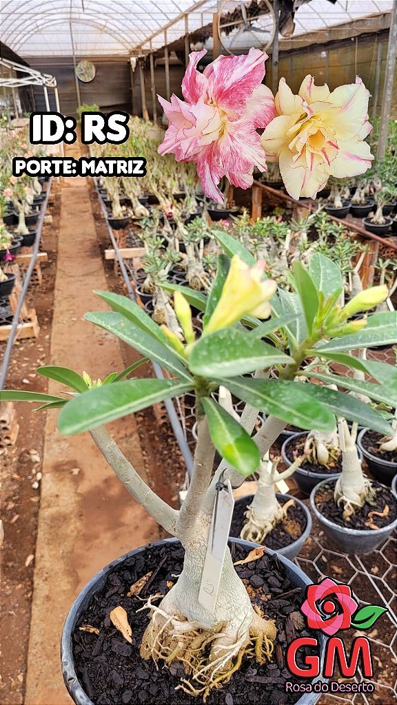 0431 - Rosa do Deserto - ENXERTO ADULTO - RS - Gm Rosa Do Deserto