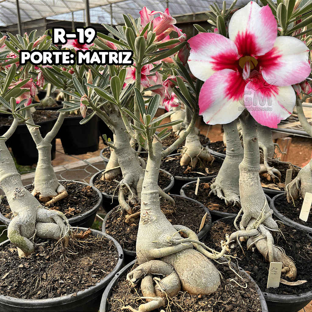 0434 - Rosa do Deserto - ENXERTO ADULTO - R - 19 - Gm Rosa Do Deserto